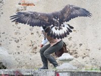 Steinadler 101